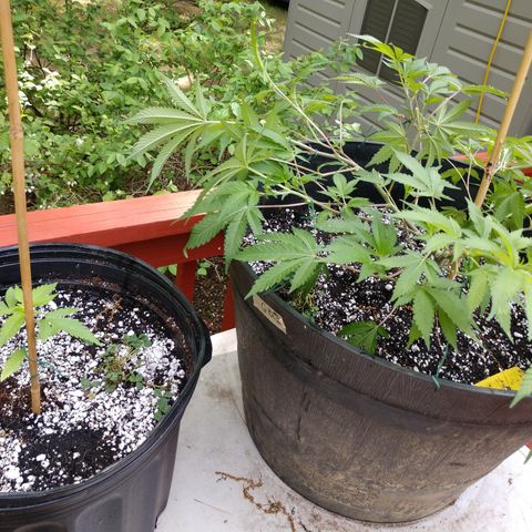 Gorilla Breath  (1) growlog timeline photo