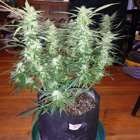 Strawberry Cheesecake Auto 1 growlog timeline photo