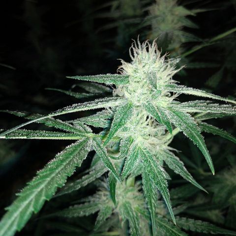 Strawberry Cheesecake Auto 2 growlog timeline photo