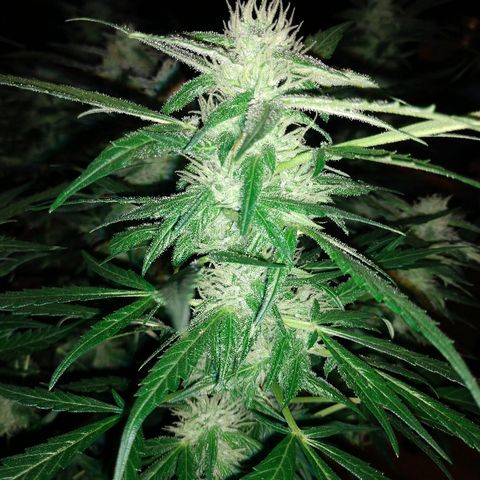 Strawberry Cheesecake Auto 1 growlog timeline photo