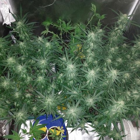Strawberry Cheesecake Auto 2 growlog timeline photo