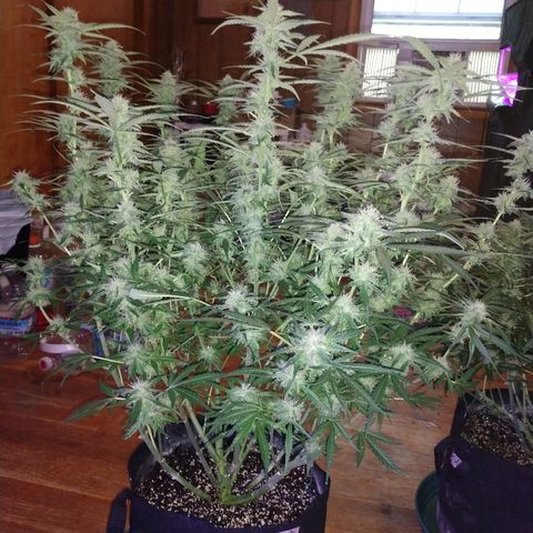 Strawberry Cheesecake Auto 2 growlog timeline photo