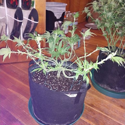 Granddaddy Purple growlog timeline photo