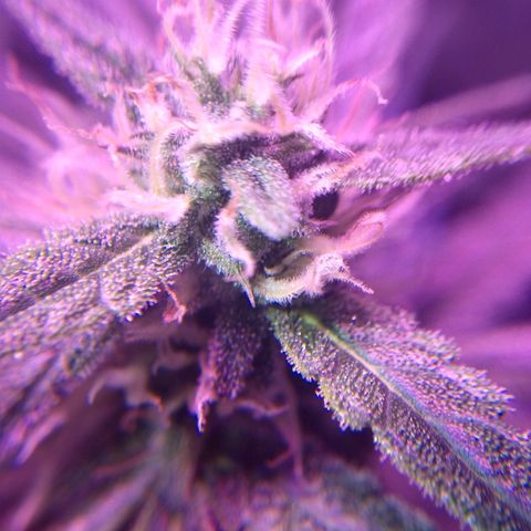 Strawberry Cheesecake Auto 2 growlog timeline photo
