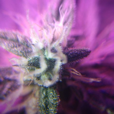 Strawberry Cheesecake Auto 2 growlog timeline photo
