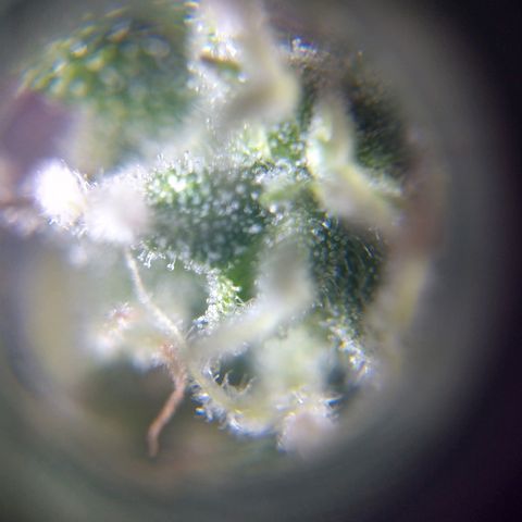 Strawberry Cheesecake Auto 2 growlog timeline photo