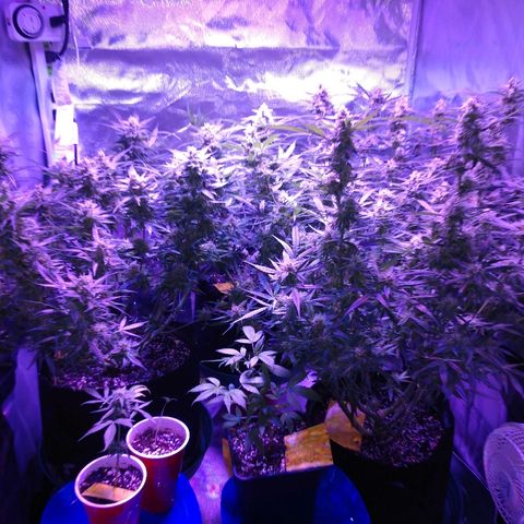Strawberry Cheesecake Auto 2 growlog timeline photo