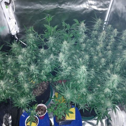 Strawberry Cheesecake Auto 2 growlog timeline photo