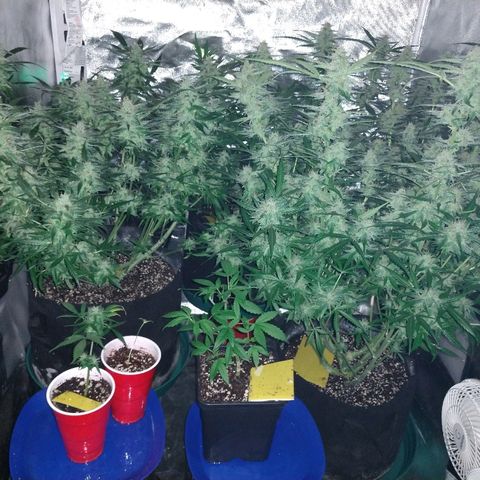 Strawberry Cheesecake Auto 2 growlog timeline photo