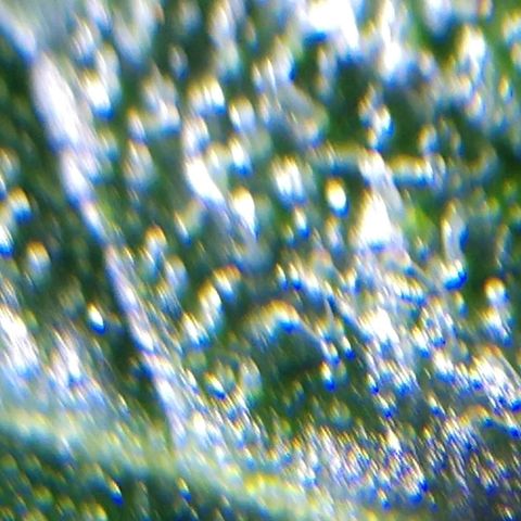 Strawberry Cheesecake Auto 2 growlog timeline photo