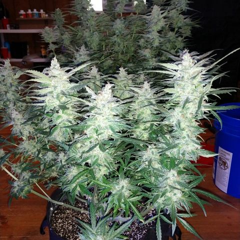Strawberry Cheesecake Auto 2 growlog timeline photo