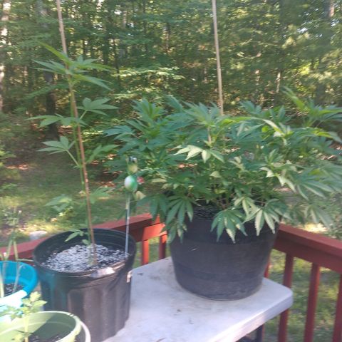 Gorilla Breath  (1) growlog timeline photo