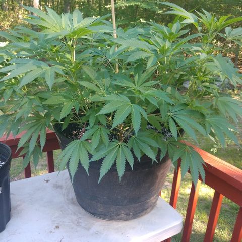 Gorilla Breath  (1) growlog timeline photo