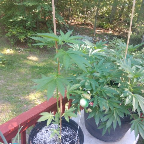 Critical Mass Automatic growlog timeline photo