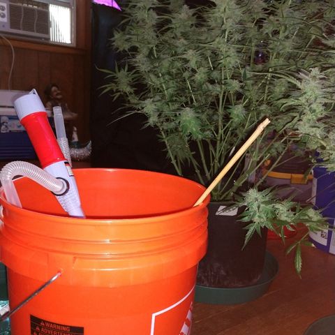 Strawberry Cheesecake Auto 2 growlog timeline photo