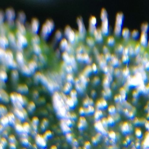 Strawberry Cheesecake Auto 2 growlog timeline photo