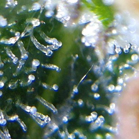 Strawberry Cheesecake Auto 2 growlog timeline photo