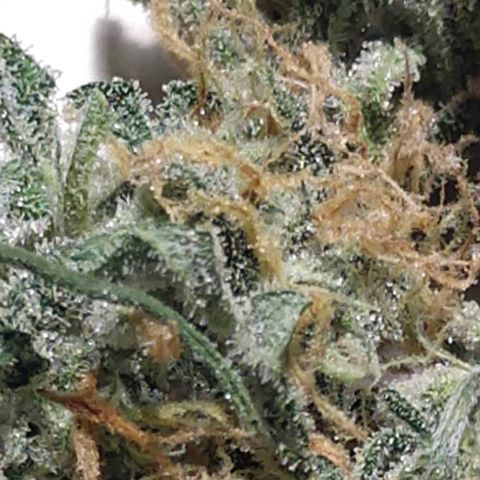 Strawberry Cheesecake Auto 2 growlog timeline photo