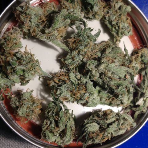 Strawberry Cheesecake Auto 2 growlog timeline photo