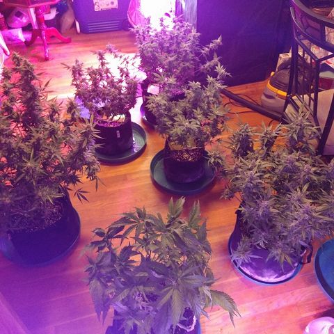 Strawberry Cheesecake Auto 2 growlog timeline photo
