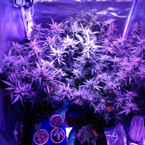 Strawberry Cheesecake Auto 2 growlog timeline photo