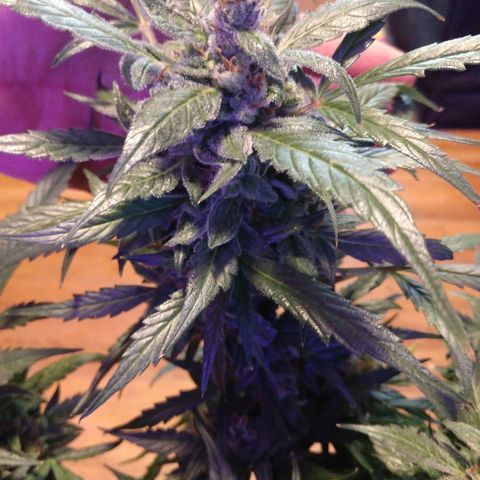 Strawberry Cheesecake Auto 2 growlog timeline photo