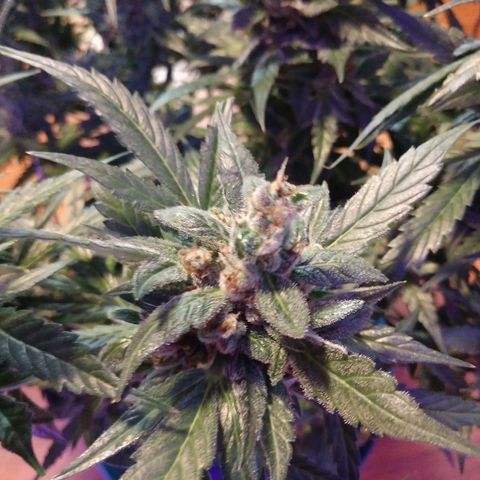 Strawberry Cheesecake Auto 2 growlog timeline photo