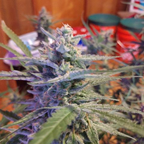 Strawberry Cheesecake Auto 2 growlog timeline photo