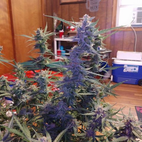 Strawberry Cheesecake Auto 2 growlog timeline photo