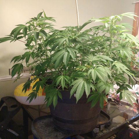 Gorilla Breath  (1) growlog timeline photo