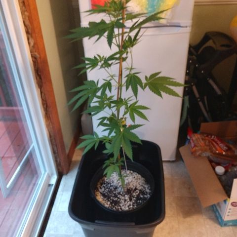 Critical Mass Automatic growlog timeline photo