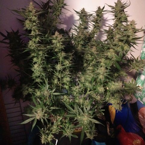 Strawberry Cheesecake Auto 2 growlog photo: 48 hours of dark