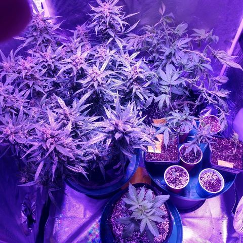 Strawberry Cheesecake Auto 2 growlog timeline photo