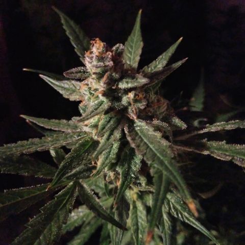 Strawberry Cheesecake Auto 2 growlog timeline photo