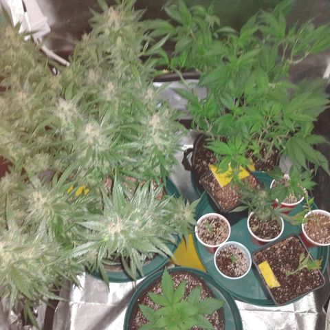 Strawberry Cheesecake Auto 2 growlog timeline photo