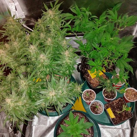 Strawberry Cheesecake Auto 2 growlog timeline photo