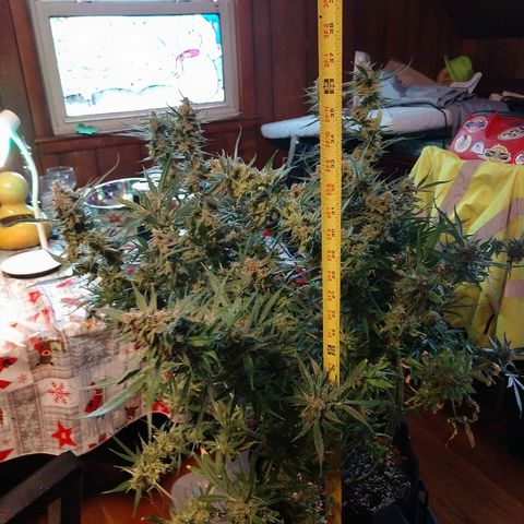Strawberry Cheesecake Auto 2 growlog timeline photo