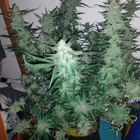 Strawberry Cheesecake Auto 2 growlog timeline photo