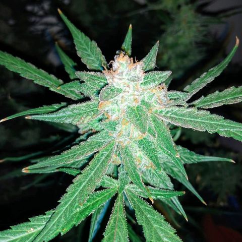 Strawberry Cheesecake Auto 2 growlog timeline photo