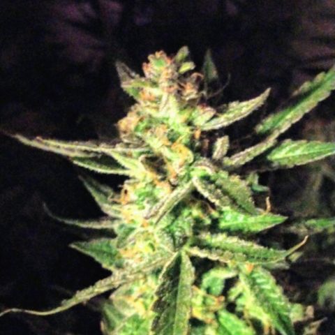 Strawberry Cheesecake Auto 2 growlog timeline photo