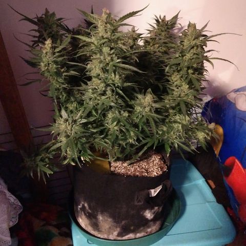 Strawberry Cheesecake Auto 1 growlog timeline photo