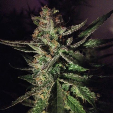 Strawberry Cheesecake Auto 2 growlog timeline photo