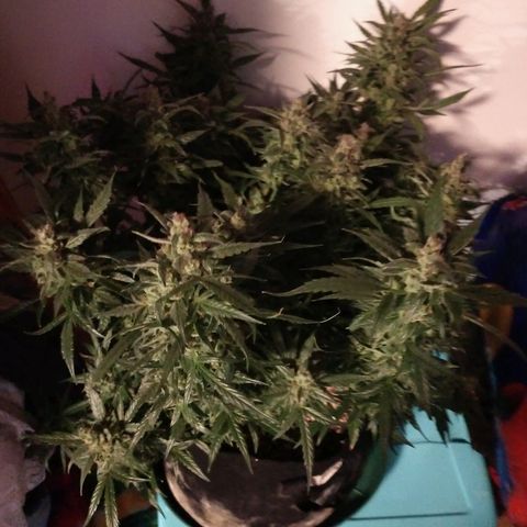 Strawberry Cheesecake Auto 1 growlog timeline photo