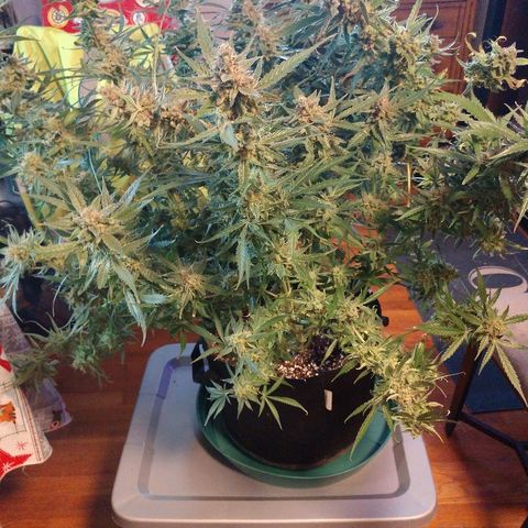 Strawberry Cheesecake Auto 2 growlog timeline photo