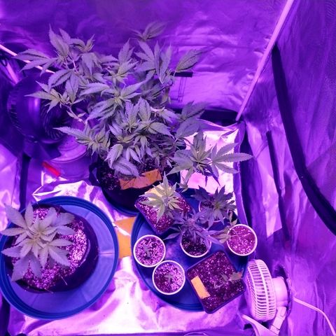 Strawberry Cheesecake Auto 2 growlog timeline photo