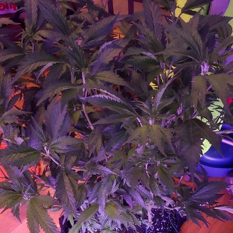 Granddaddy Purple growlog timeline photo