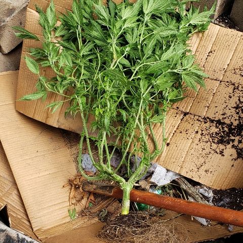 Granddaddy Purple growlog photo: Bye sir