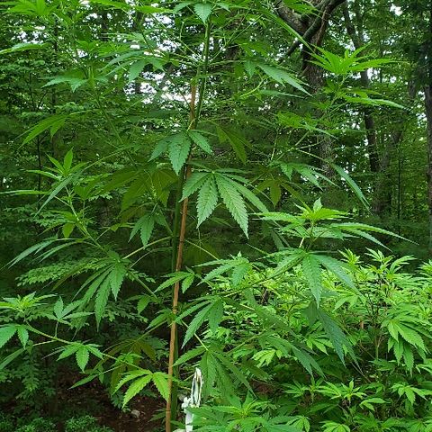 Critical Mass Automatic growlog timeline photo