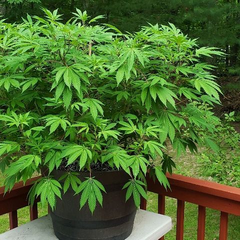 Gorilla Breath  (1) growlog timeline photo