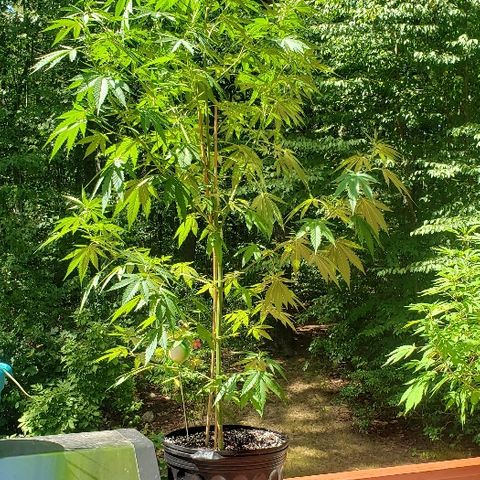 Gorilla Breath  (1) growlog timeline photo